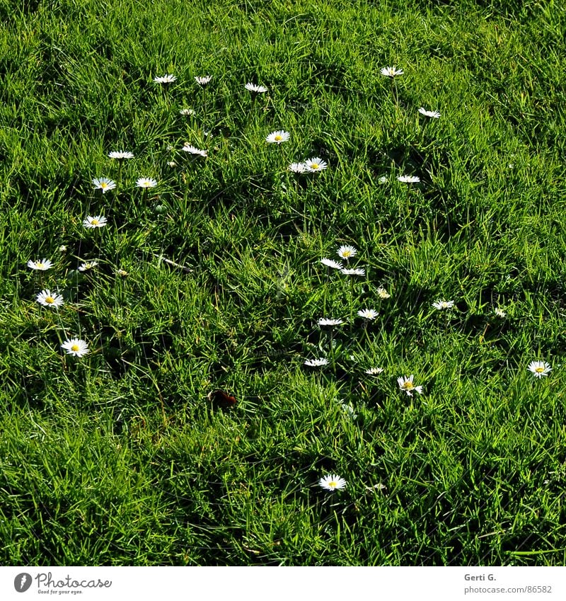 I love daisy Daisy Meadow Grass Village green Alpine pasture Green Background picture Spring Joy daisy meadow Lawn daisy fleece