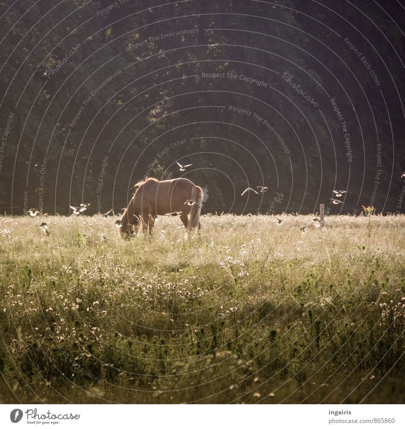 symbiosis Nature Landscape Plant Animal Summer Grass Field Horse Bird Iceland Pony Starling 1 Flock Movement Flying To feed Stand Together Brown Green Black