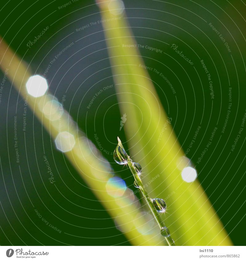 kost.bar | like small diamonds on the leaves Plant Water Sunlight Summer Weather Beautiful weather Rain Leaf Glittering Hang Illuminate Esthetic Exceptional