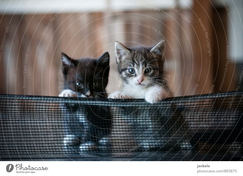 cat table Animal Pet Cat 2 Group of animals Pair of animals Baby animal Feeding Brown Gray Green Black Moody Sympathy Timidity Beautiful Independence