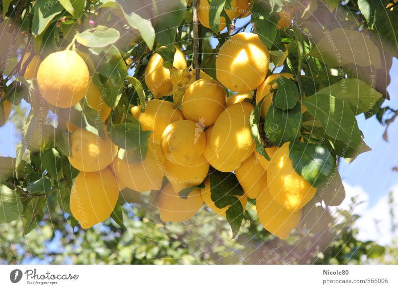 Lemons behind the fence Environment Yellow Tree Sour Fresh Summer Majorca Fruit Fruit trees Colour photo Exterior shot Deserted Day