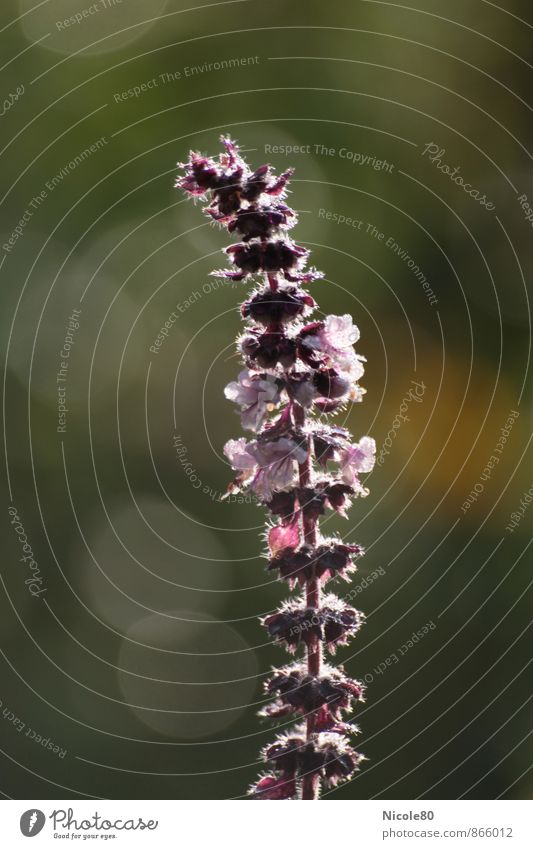 New from the herb garden Nature Plant Esthetic Delicate Blossom Violet Lens flare Herbs and spices Colour photo Exterior shot Close-up Deserted Copy Space left