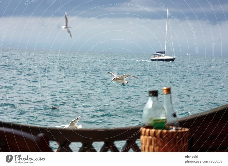 prospects Cooking oil Bottle Restaurant Ocean Adriatic Sea Navigation Boating trip Sailboat Bird Seagull 3 Animal Culture Tourism Colour photo Exterior shot