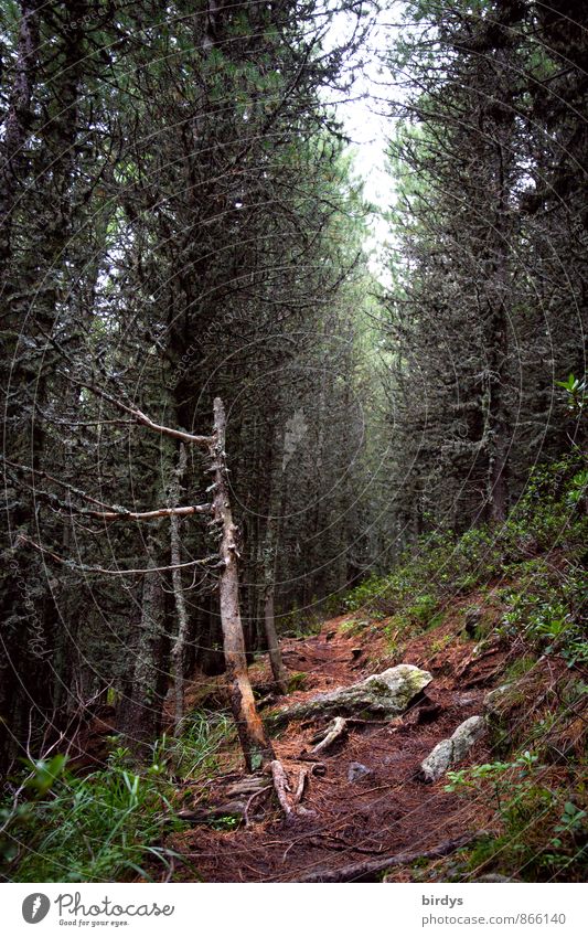 Waldwichtelpfad Nature Summer Autumn Larch Root Log Lichen Forest Lanes & trails Exotic Natural Wild Calm Idyll Sustainability Change Mountain forest