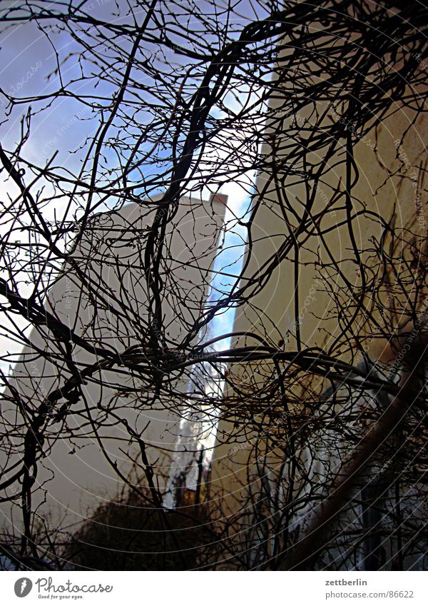 city green House (Residential Structure) Town house (City: Block of flats) Plant Herbaceous plants Tendril Bushes Sleeping Beauty Twig Wall (building)