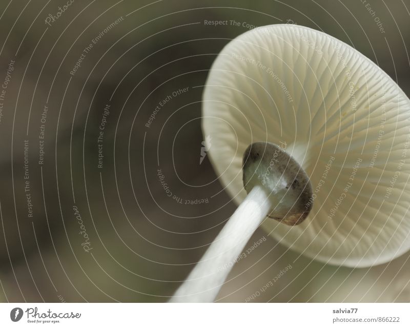 slats Environment Nature Plant Earth Autumn Wild plant Mushroom Mushroom cap Forest Illuminate Thin Under Soft Brown Gray White Lamella Tilt Worm's-eye view