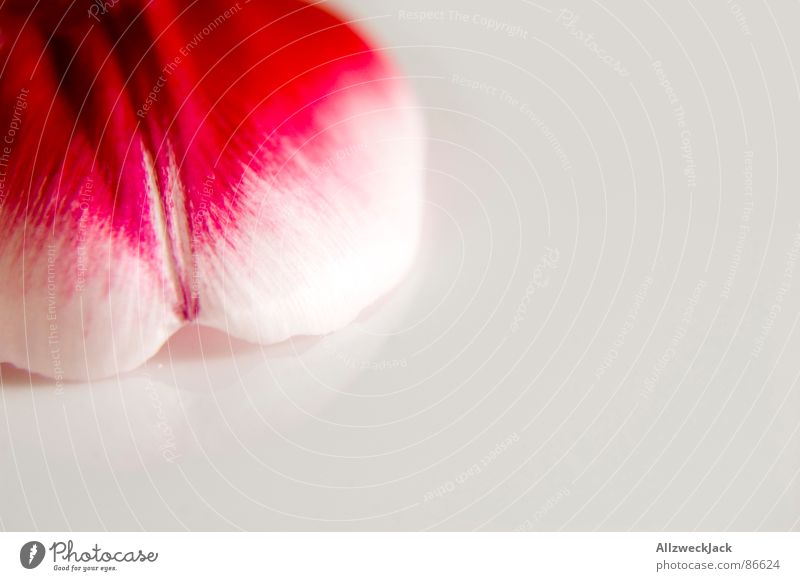 A piece of tulip Run away Tulip Blossom Blossom leave Delicate Red Pink Spring Plant Fresh Romance Decoration Homey Emotions Macro (Extreme close-up) Close-up