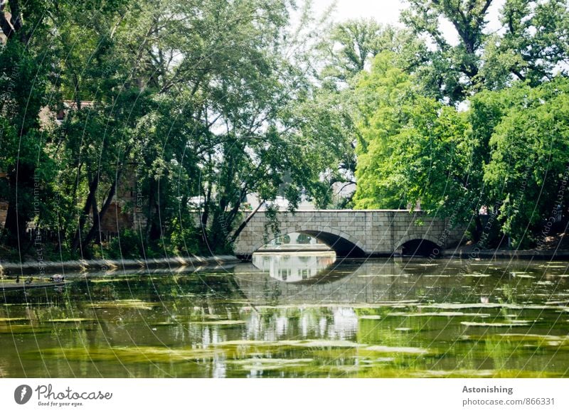 bridge II Environment Nature Landscape Plant Water Summer Weather Beautiful weather Tree Park Coast Lakeside Pond Budapest Bridge Wet Slimy Green White Algae