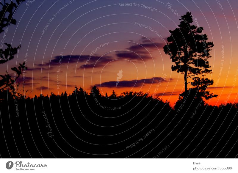 twilight Environment Nature Landscape Sky Clouds Night sky Horizon Sunrise Sunset Tree Forest Hill Observe Discover Relaxation Esthetic Authentic Far-off places