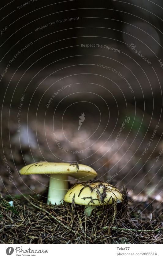 Mushroom forest #6 Nature Plant Tree Forest Esthetic Coniferous forest Subdued colour Exterior shot Close-up Detail Macro (Extreme close-up) Deserted