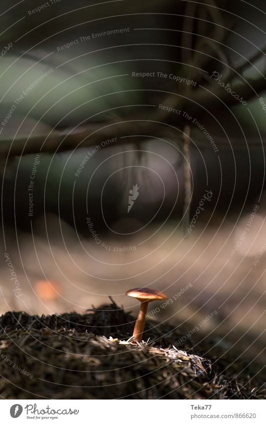 Mushroom forest #5 Nature Plant Tree Forest Esthetic Coniferous forest Subdued colour Exterior shot Close-up Detail Macro (Extreme close-up) Deserted