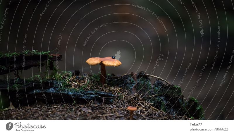 Mushroom forest #3 Nature Plant Forest Esthetic Coniferous forest Subdued colour Exterior shot Close-up Detail Macro (Extreme close-up) Shallow depth of field