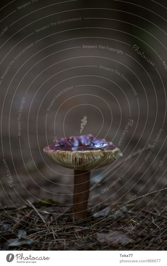 Mushroom Forest #2 Nature Esthetic Adventure Coniferous forest Subdued colour Exterior shot Close-up Detail Macro (Extreme close-up) Shallow depth of field