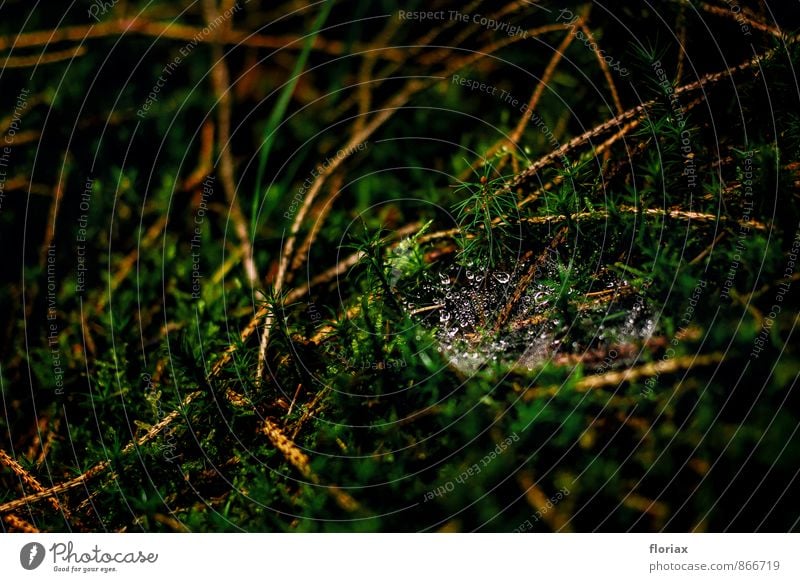 Weightless Relaxation Nature Water Drops of water Moss Forest Spider Net Build Glittering Hang Esthetic Beautiful Green Elegant Concentrate Planning Time