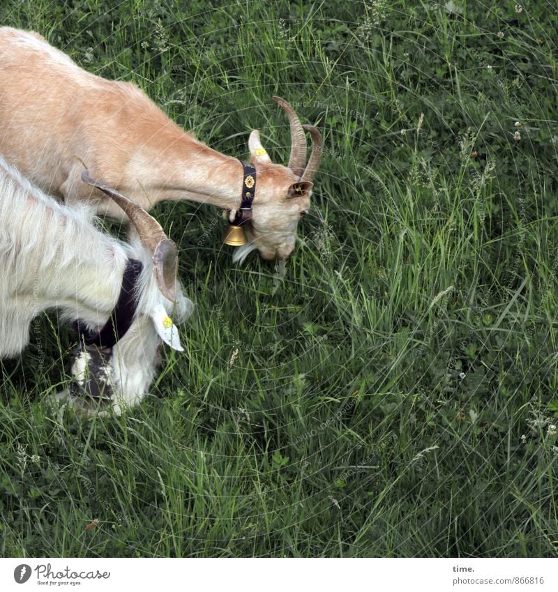 Well-being oasis | Bock and gardener Workplace Agriculture Forestry Nature Beautiful weather Meadow Farm animal Pelt Goats Neckband Bell To feed Feeding