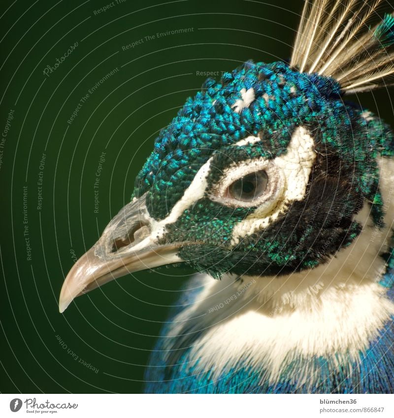 feathered Animal Wild animal Bird Animal face Peacock Poultry Gamefowl Feather Head Beak Eyes Looking Peacock feather Observe Glittering Esthetic Elegant Exotic