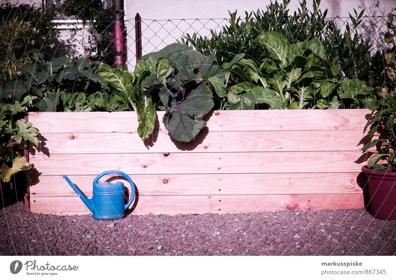 urban gardening - raised bed Food Vegetable Lettuce Salad Fruit Herbs and spices self-sufficiency self-catering Mangold Broccoli Radish Celery Kohlrabi