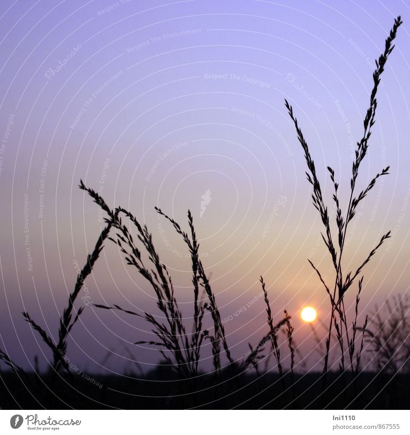 summer evening Landscape Plant Sky Sun Sunlight Summer Warmth Grass Foliage plant Wild plant Field Bog Marsh Exceptional naturally Yellow Violet Pink Black