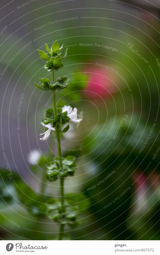 Happy Birthday Photocase | Basil Flowers Nature Plant Summer Foliage plant Agricultural crop Garden Blossoming Growth Herbs and spices Sowing Small Green White