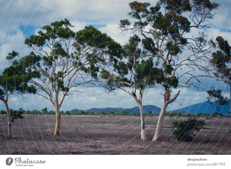 No rain in sight, trees without bark, dry land.many clouds. Relaxation Calm Travel photography Environment Landscape Summer Beautiful weather Tree Dry