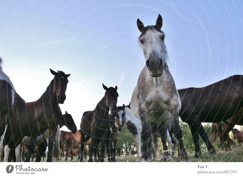 wild horses Nature Landscape Animal Wild animal Horse Group of animals Herd Idyll Wild horses Poland Colour photo Exterior shot Deserted Evening Twilight