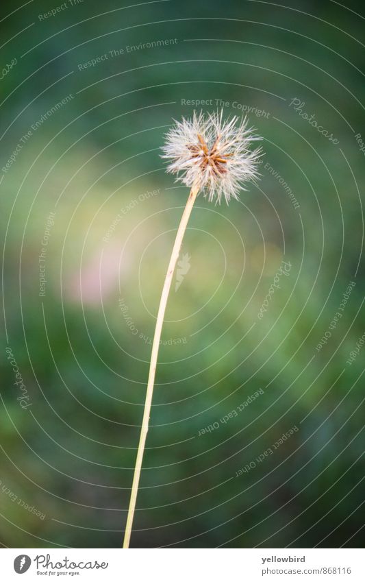 The dandelion. Vacation & Travel Trip Summer Garden Environment Nature Landscape Plant Flower Grass Foliage plant Park Meadow Forest Happy Contentment