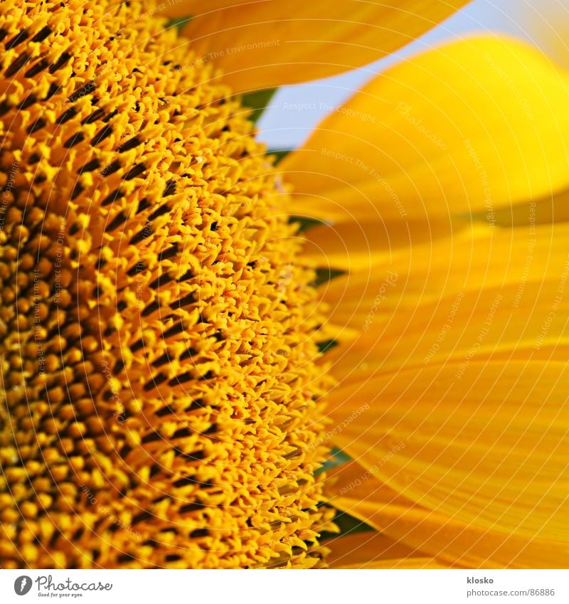 sunflower Sunflower oil Yellow Summer Round Macro (Extreme close-up) Blossom Success Inner strength Blossoming Passion Summer vacation time Circle Oil