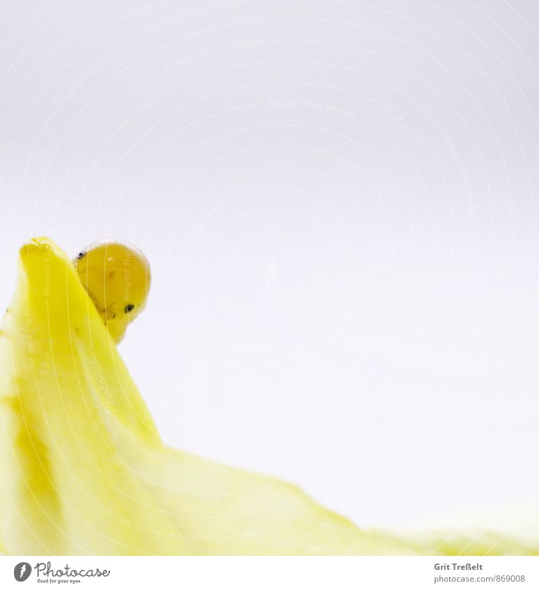 leaf wasp larva Animal Wild animal Animal face Looking Cute Yellow Calm Colour photo Interior shot Studio shot Close-up Neutral Background Artificial light