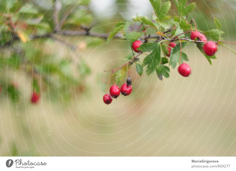 Red beautiful bush Nature Landscape Plant Autumn Bushes Leaf Wild plant Garden Park Forest Relaxation Eternity Colour Vacation & Travel Freedom Idea