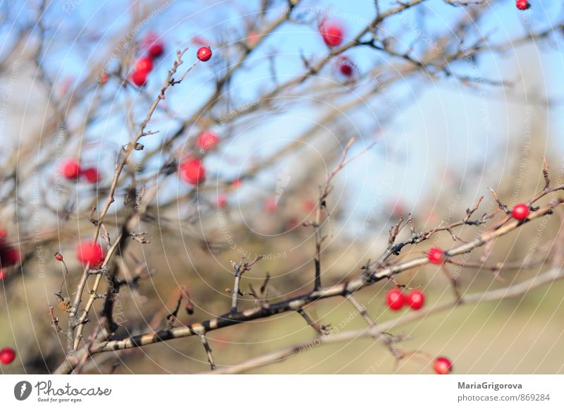 Autumn red hawthorn Garden Nature Landscape Plant Elements Sky Tree Bushes Park Forest Happiness Safety (feeling of) Colour photo Multicoloured Day Light