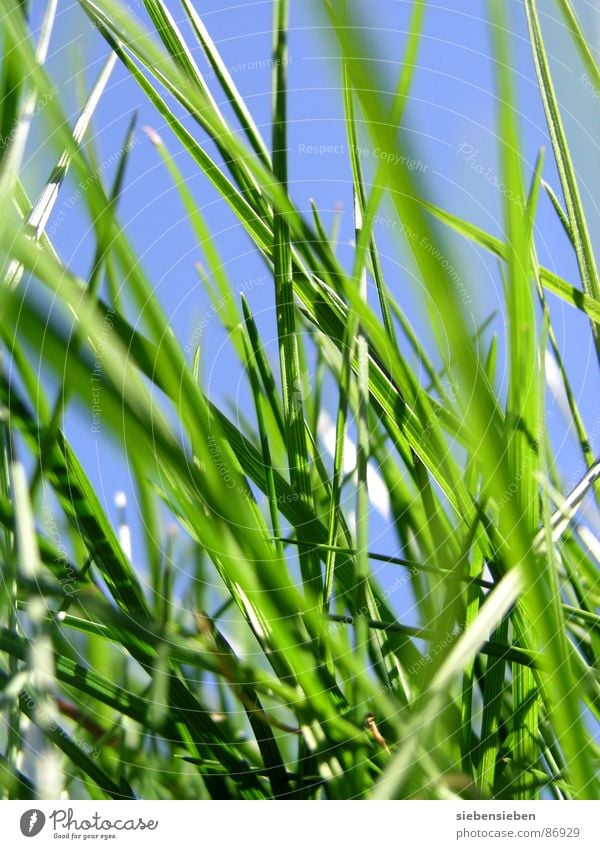 Here and Now Grass Green Growth Meadow Fresh Blade of grass Blossoming Seasons Summer Spring Close-up Force Perspective Natural phenomenon Knoll Holiday season