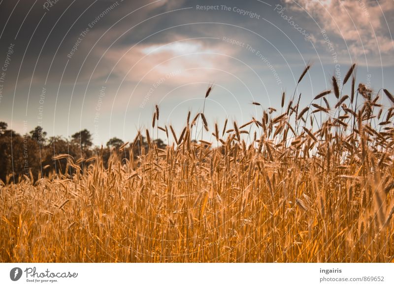 grain maturity Environment Landscape Animal Sky Clouds Storm clouds Sunlight Summer Plant Tree Grain Grain field Ear of corn Cornfield Rye Field