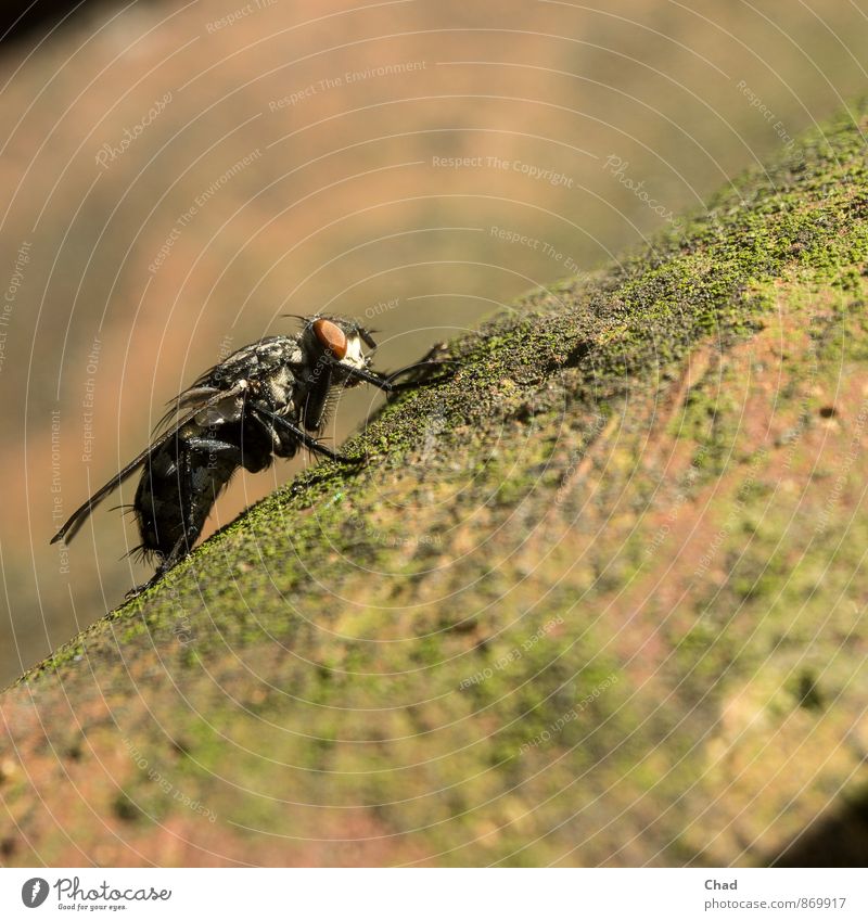 Throw fly Animal Fly Wing Blowfly 1 Eyes Moss Patina Stone Flying Crawl Old Brown Green Orange Black Break Colour photo Exterior shot Close-up Detail