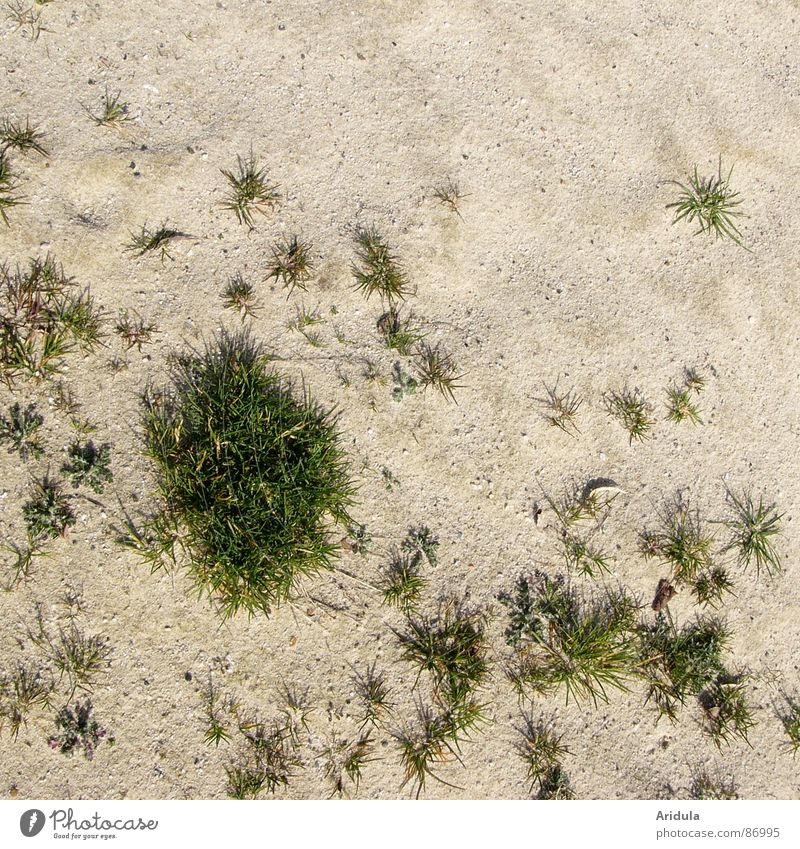 run sand Blade of grass Pattern Green Structures and shapes Grit Grass Beige Desert Stone Minerals Beach Coast silty Island Lawn Nature Floor covering