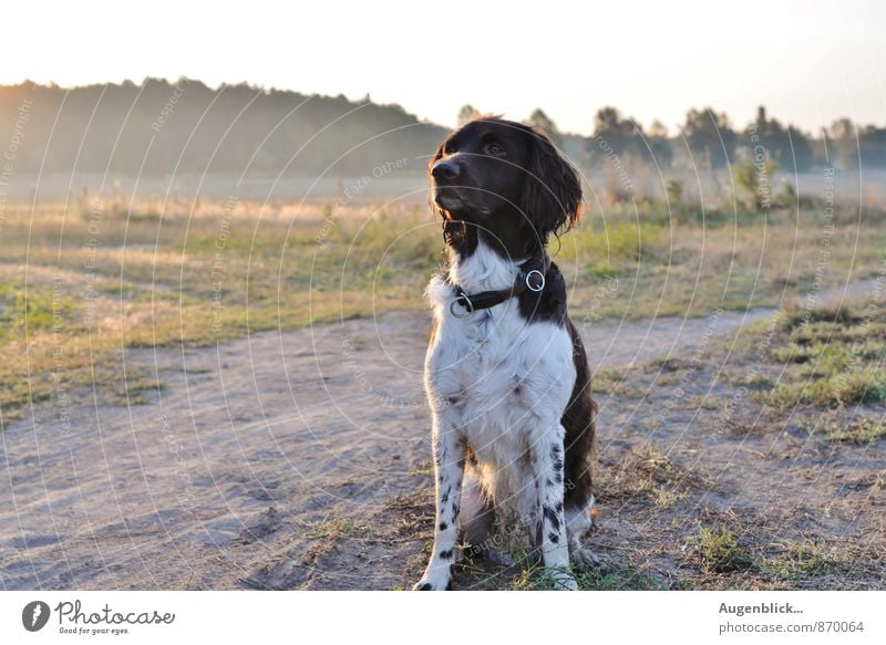 early in the morning Animal Dog 1 Movement Walking Playing Happiness Fresh Natural Joy Happy Contentment Joie de vivre (Vitality) Power Loyal Dependability