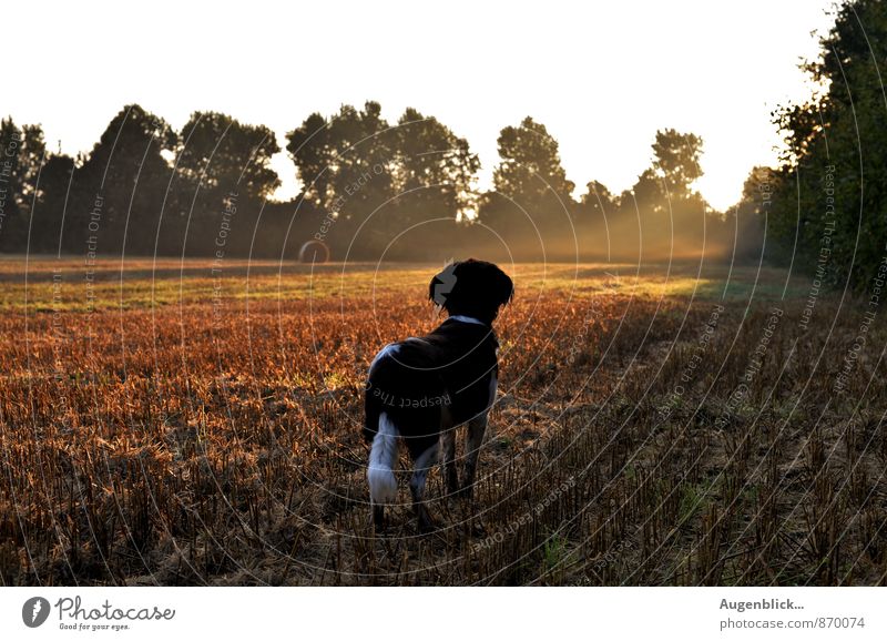 early in the morning two Animal Dog 1 Observe Think Dream Wait Friendliness Happiness Happy Natural Loyal Friendship Love of animals Attentive Watchfulness