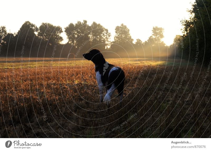 very early... three Animal Dog 1 Observe Relaxation To enjoy Free Glittering Happy Natural Gold Peaceful Serene Calm Contentment Idyll Exterior shot Morning