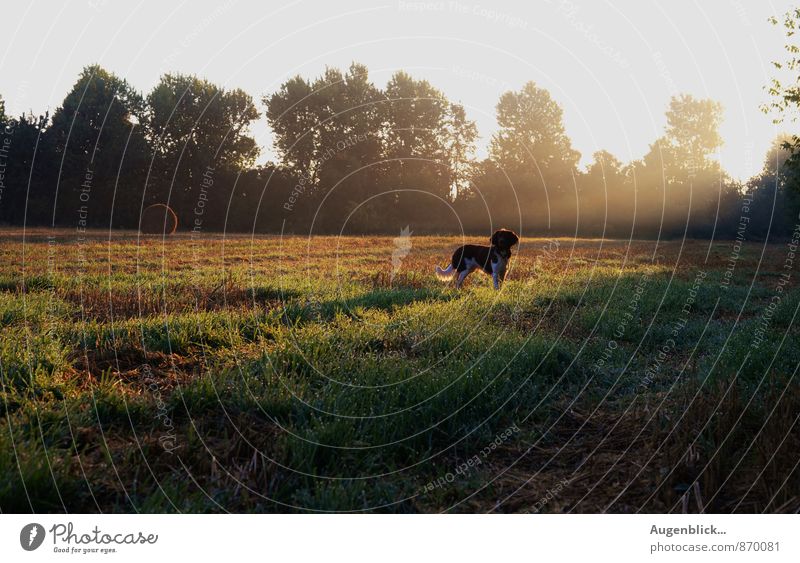 early in the morning... Dog 1 Animal Peaceful Calm Life Curiosity Freedom Leisure and hobbies Serene Contentment Morning Dawn Light (Natural Phenomenon)