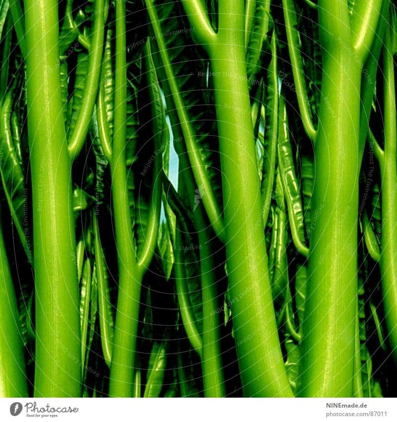 feel GREEN ... Green Stalk Bushes Treetop Near Fresh Life Virgin forest Funny Greenhouse Summer Macro (Extreme close-up) Close-up merry Structures and shapes