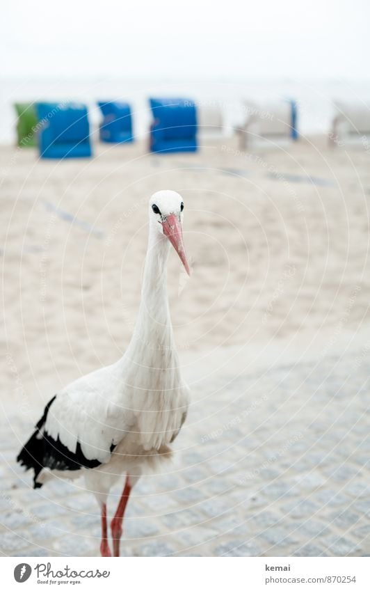 Misunderstanding - Please go on! Beach Beach chair Spring North Sea Animal Wild animal Bird Stork Beak Plumed 1 Looking Stand Brash Curiosity Self-confident