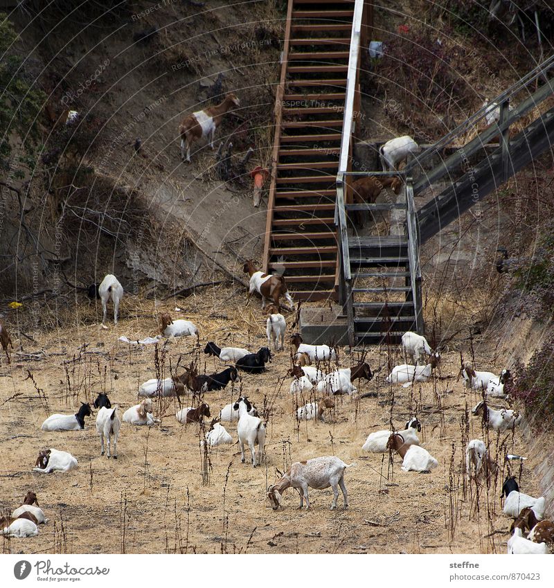 Tierisch gut: Goats Animal Farm animal Group of animals Herd Exceptional Pasture Town Summer Drought lack of food Livestock breeding Colour photo Exterior shot