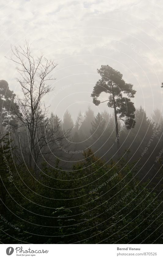 high up Environment Nature Plant Sky Clouds Tree Forest Beautiful Green Tall Individual Ambitious Fog Haze Dark Dreamily Colour photo Exterior shot Deserted