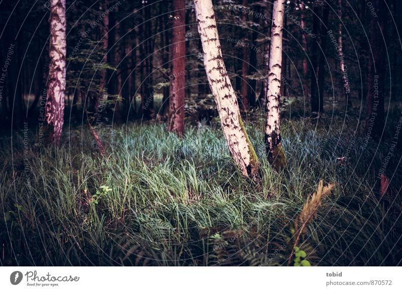 clearing in the forest Nature Landscape Plant Tree Grass Bushes Moss Birch tree Forest Dark Cold Loneliness Clearing Colour photo Subdued colour Deserted