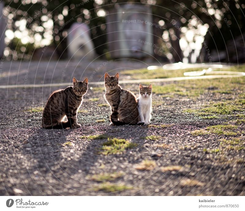 What are you looking at? Animal Pet Cat 3 Group of animals Baby animal Animal family Observe Looking Sit Cuddly Curiosity Brown Yellow Violet Love of animals