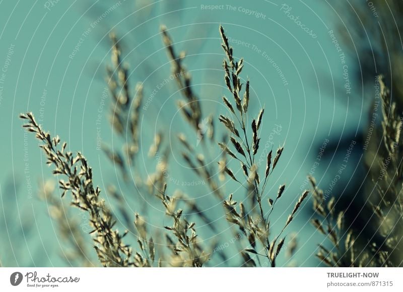 Soul balm. Silent grasses... Nature Plant Air Cloudless sky Sunlight Summer Beautiful weather Grass Foliage plant Wild plant Meadow Esthetic Authentic Simple