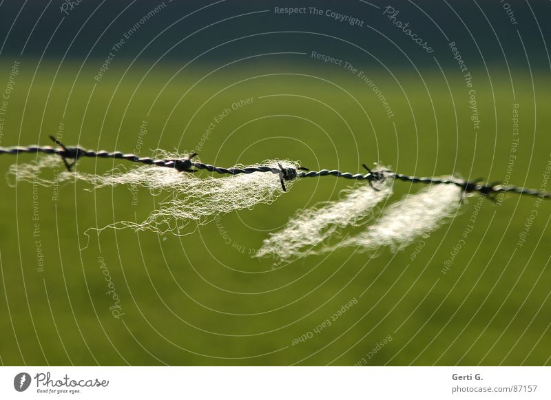 stuck Plucked Sheepskin Pelt Rip Plucking Wool Barbed wire Wire Fence Border Barrier Diagonal Green Hang Dangle Get stuck Remainder Wind Back-light Sunlight