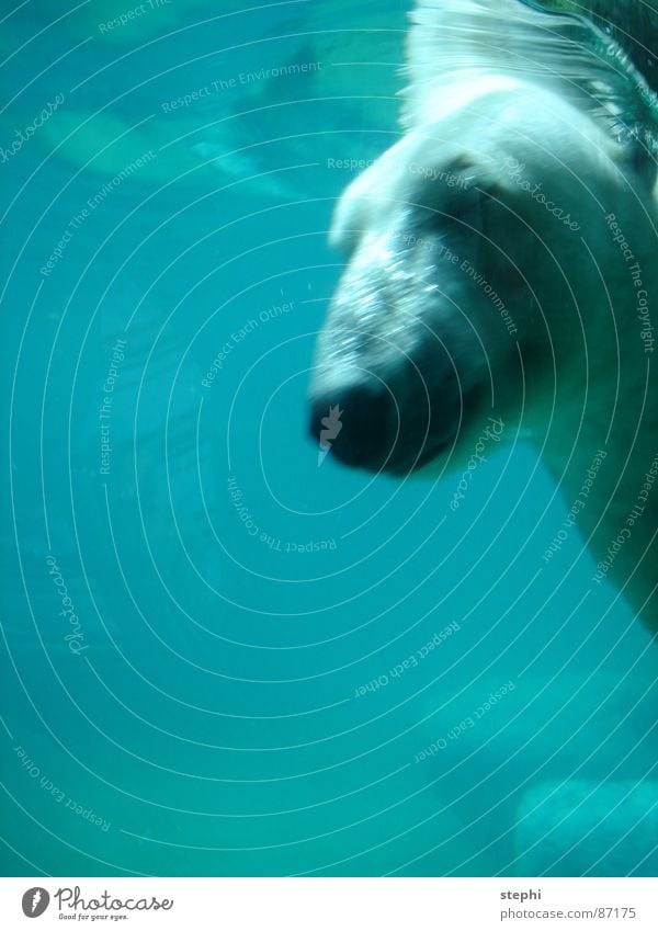 eyes to and through Polar Bear Dive Zoo Closed eyes Air Water Berlin zoo Swimming pool Gush of water Mammal dip fight through aqueous