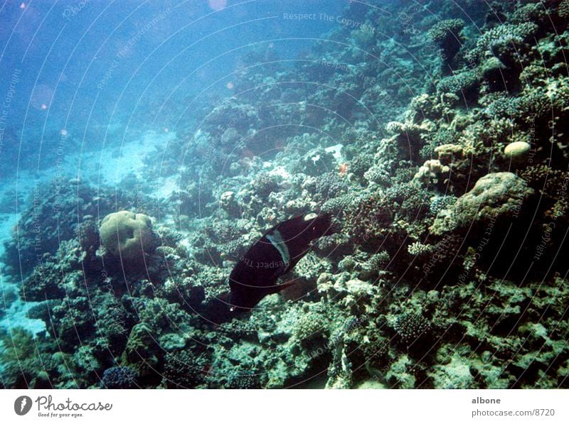 black perch Coral Black Fish Water