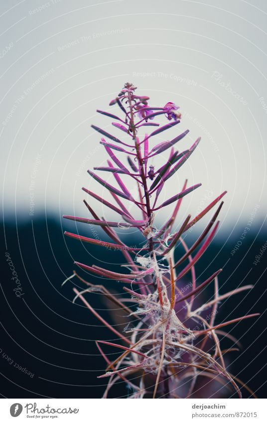 Faded, tender pink shrub with long branches and beautiful background Joy Harmonious Vacation & Travel Mountain Hiking Environment Plant Summer Beautiful weather