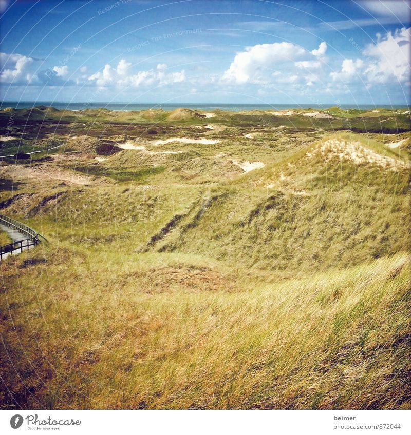 prospect Nature Landscape Earth Air Water Sky Clouds Summer Beautiful weather Plant Grass Foliage plant Coast North Sea Ocean Beach dune Deserted To enjoy